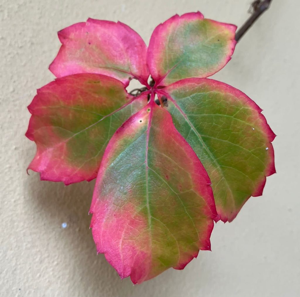 Foliage in villa