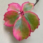 Foliage in villa