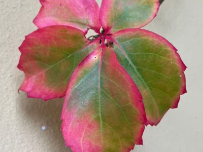 Foliage in villa